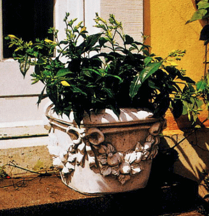 ベイオ花鉢